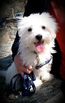 maltese-dog-happy-outside
